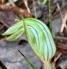 Pterostylis concinna