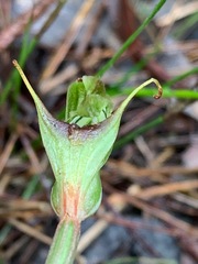 Pterostylis concinna