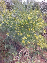 Acacia binervia