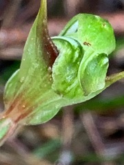 Pterostylis concinna