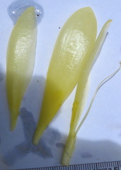 Costus sepacuitensis