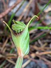 Pterostylis concinna