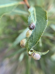 Thecabius populimonilis