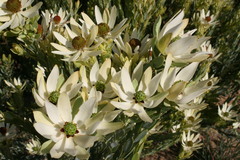 Leucadendron procerum