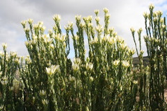 Leucadendron procerum