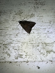 Hypena