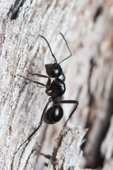 Polyrhachis australis