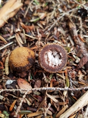 Elaphomyces