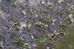 Monocarpus sphaerocarpus