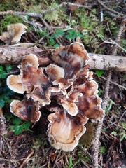 Sarcodon stereosarcinon