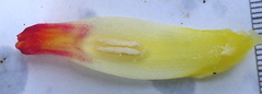 Costus sepacuitensis