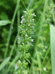 Dracocephalum thymiflorum