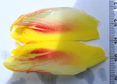 Costus sepacuitensis
