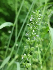 Dracocephalum thymiflorum