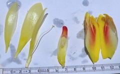 Costus sepacuitensis