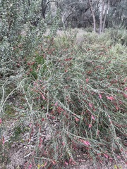 Eremophila