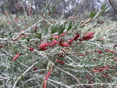 Eremophila