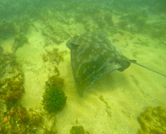 Myliobatis tenuicaudatus