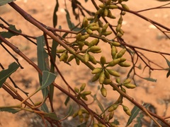 Eucalyptus oleosa