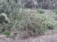 Eremophila