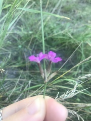 Dianthus borbasii