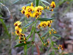 Daviesia umbellulata