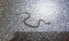 Gloydius ussuriensis