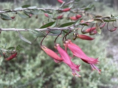 Eremophila