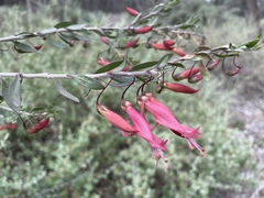 Eremophila