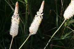 Bulbinella eburniflora