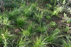 Bulbinella eburniflora