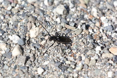 Cerambycidae