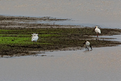 Threskiornis aethiopicus