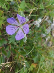 Geranium erianthum
