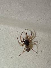 Trachelas tranquillus