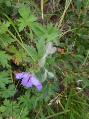 Geranium erianthum
