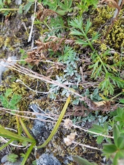 Antennaria alpina
