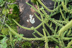 Crassula muscosa
