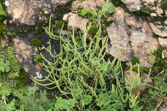 Crassula muscosa