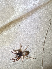 Trachelas tranquillus