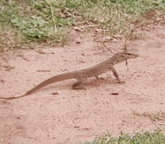 Varanus bengalensis