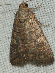 Hypoperigea tonsa