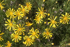 Euryops