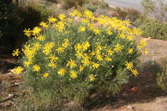 Euryops