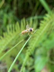 Ischiodon scutellaris