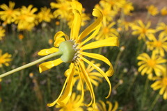 Euryops