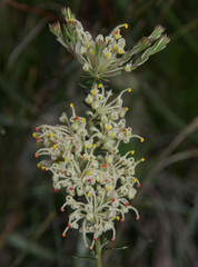 Grevillea pilulifera