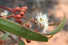 Eucalyptus gracilis