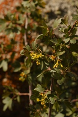 Ribes aureum aureum