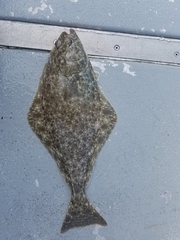 Hippoglossus stenolepis